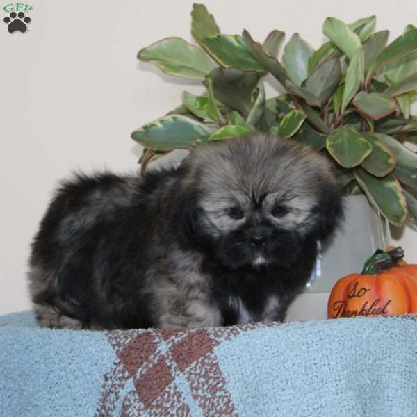 Black Jack, Lhasa Apso Puppy